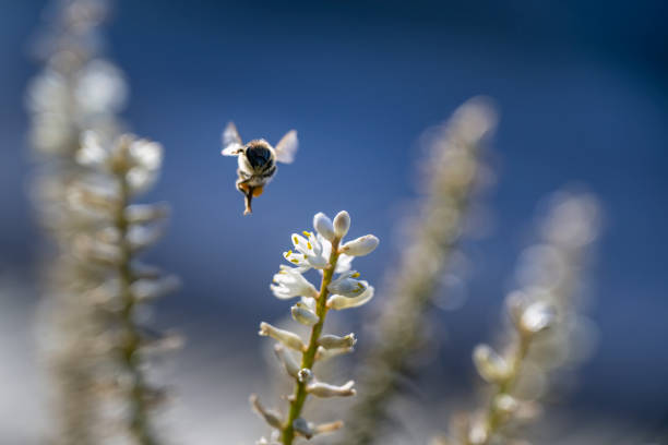 Backlit honey bee flying towards white flowers, fluttering wings with motion blur movement.