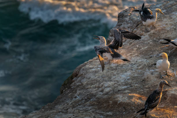 les jeunes fous de bassan testent leurs ailes au bord de la falaise. colonie de fous de bassan de muriwai, auckland. - gannet photos et images de collection