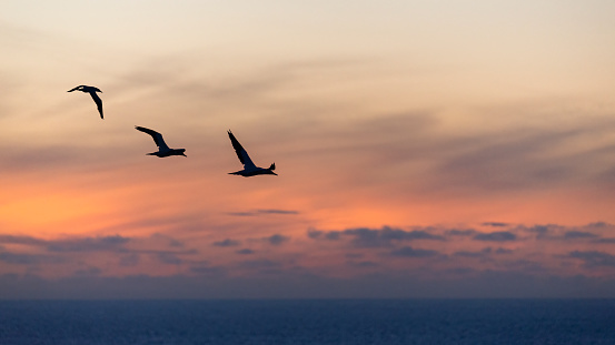 Silhouette image of gannets in flight at sunset, Muriwai Gannet Colony, Auckland.