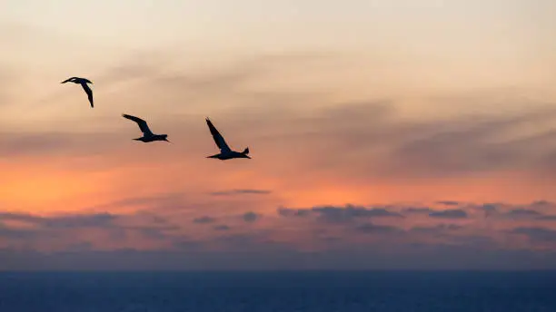 Photo of Silhouette image of gannets in flight at sunset, Muriwai Gannet Colony, Auckland.