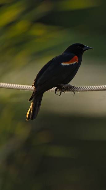 istock Vertical shot of a red-winged blackbird perched on a wire 1446428156