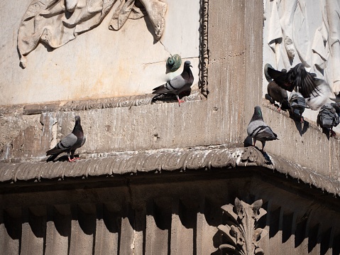 A closeup of pigeons perched on a building in Barcelona, Spain
