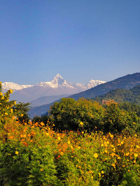 istock Yellow flower garden and mountain view in background 1446428268