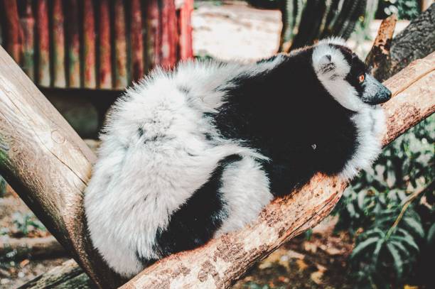 istock Closeup of a black and white ruffed lemur perched on a tree branch 1446428281