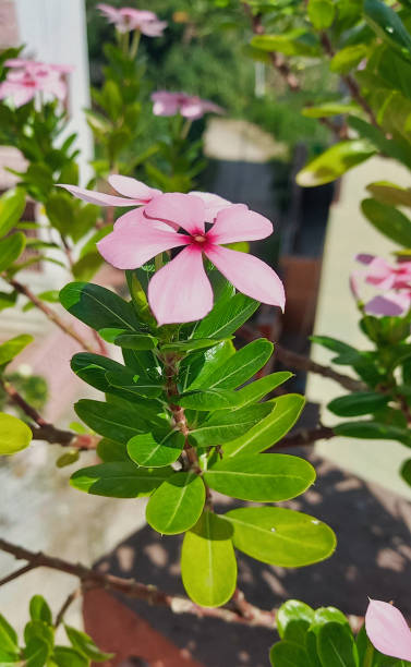 istock Madagascar Perivinkal pink flower close up 1446428335