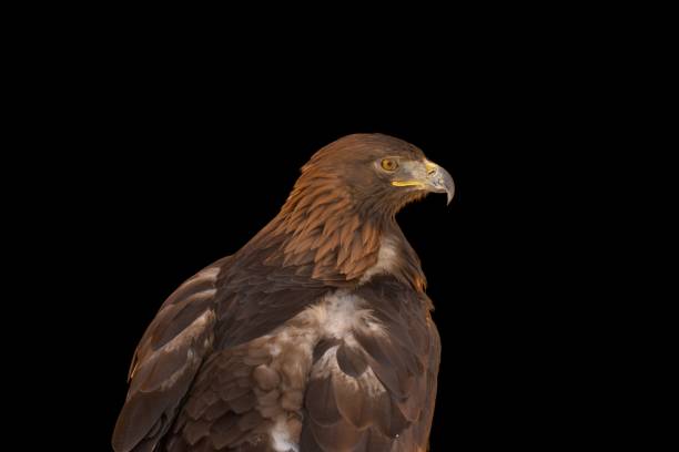 istock Closeup of a Golden Eagle isolated on black background 1446428357