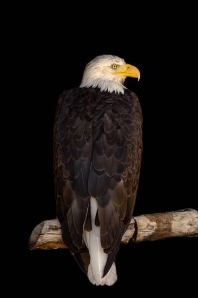 istock Closeup of a Bald Eagle perched on a wood isolated on black background 1446428366