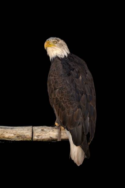 istock Closeup of a Bald Eagle perched on a wood isolated on black background 1446428377