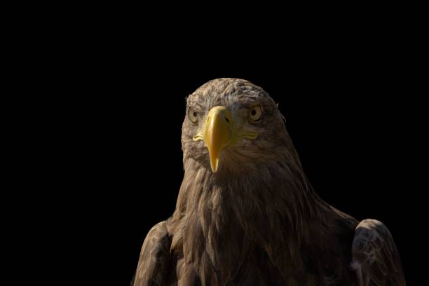 istock Closeup of a White-tailed Eagle isolated on black background 1446428384