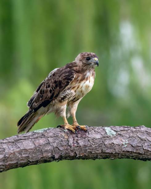istock Closeup shot of the hawk perched on a tree branch 1446428454