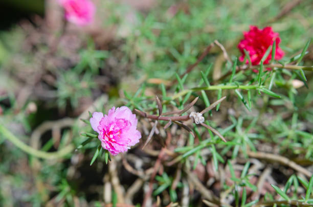 istock Flowers blooming in the forest, soft focus 1446428535