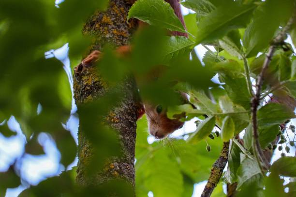 istock Closeup of a red squirrel (Sciurus vulgaris) from behind leaves 1446428614