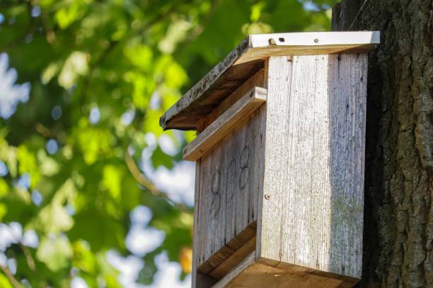 istock Wooden birdhouse mounted on a tree 1446428626