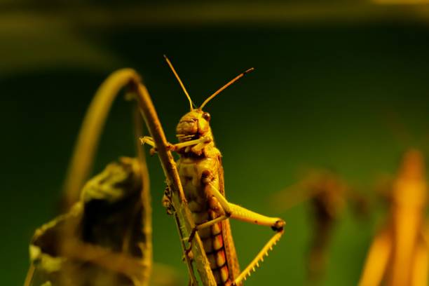 istock Closeup of a grasshopper 1446428675