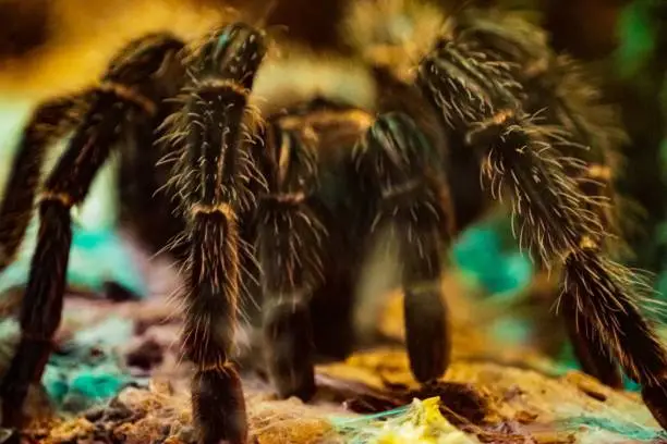 A closeup of a curlyhair tarantula (Tliltocatl albopilosus) legs