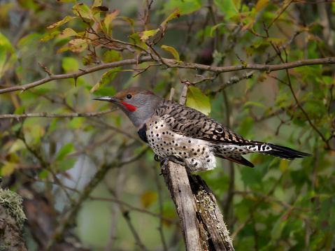 Northern Flicker woodpecker on a tree branch. Western Oregon. Edited.