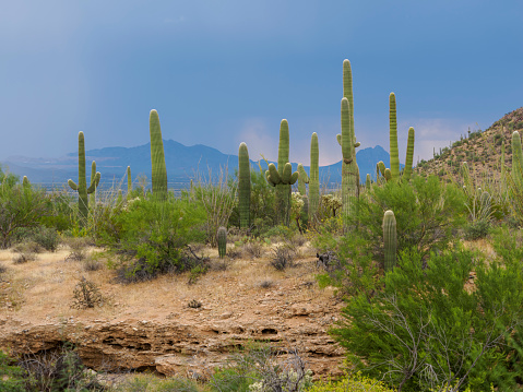 Saguaros cactus at sunset in Sonoran Desert near Phoenix, Arizona.