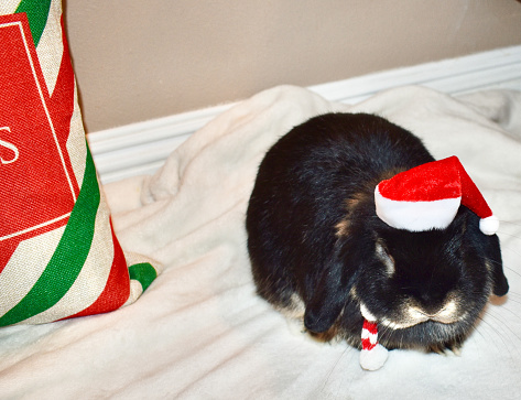 Cute Christmas bunny rabbit wearing red Santa hat