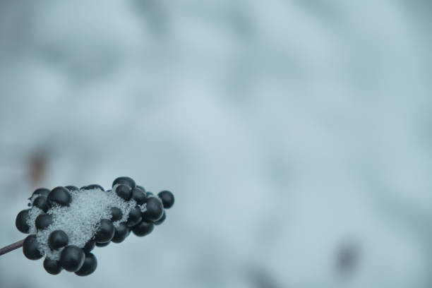 istock Black berries under snow in winter Natural background 1446434577