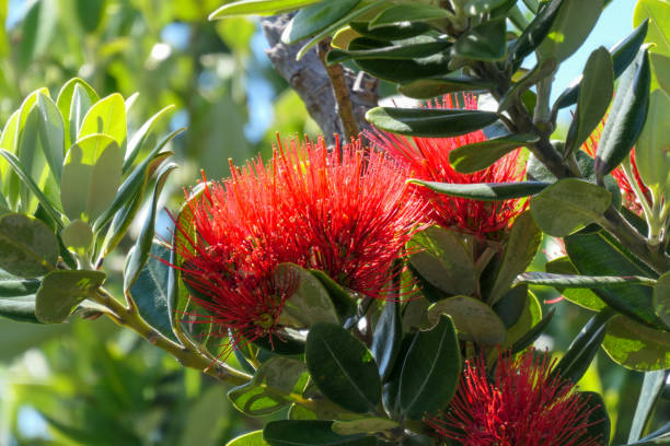 istock Banksia Flowers 1446434644