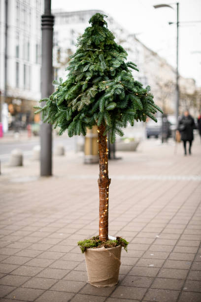 istock Beautiful live Christmas tree with a long bare trunk in a flower pot 1446435676