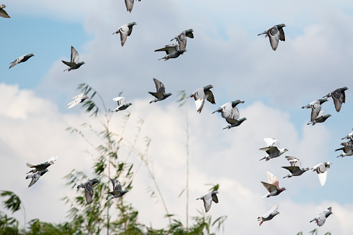 homing pigeon flying against cloudy sky