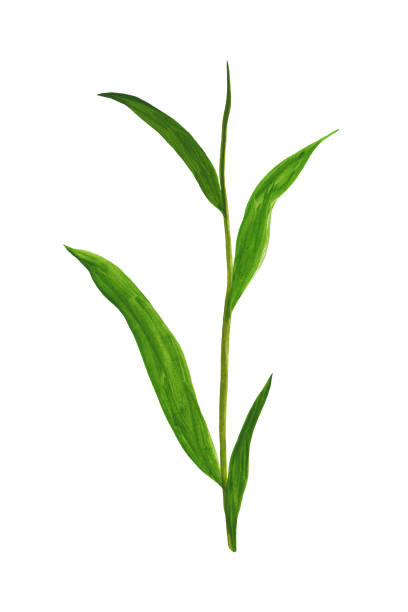 istock tea branch with leaves drawn by hand in gouache and isolated on white 1446438426