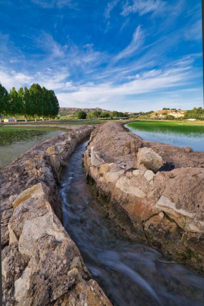 istock Rice plantation fields divided by mud line and stream, flooded with water with young rice plants. 1446438562