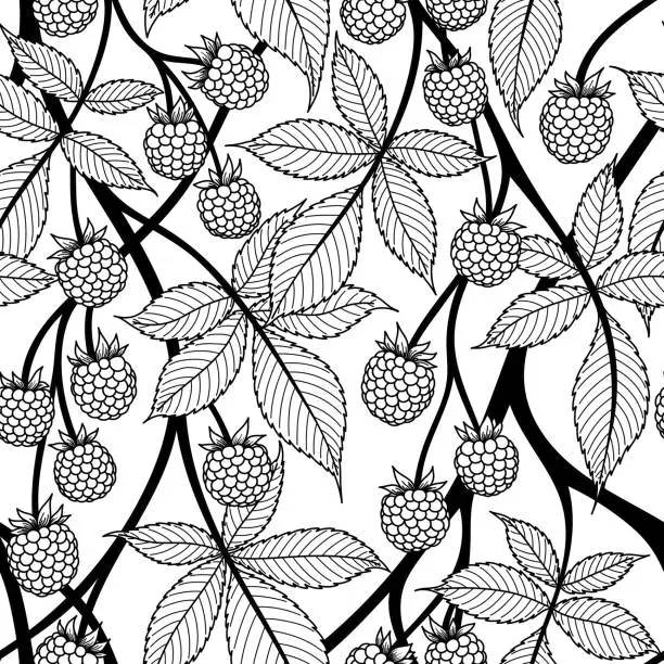 Vector illustration of WHITE SEAMLESS VECTOR BACKGROUND WITH BLACK CONTOURED BLACKBERRY FRUITS