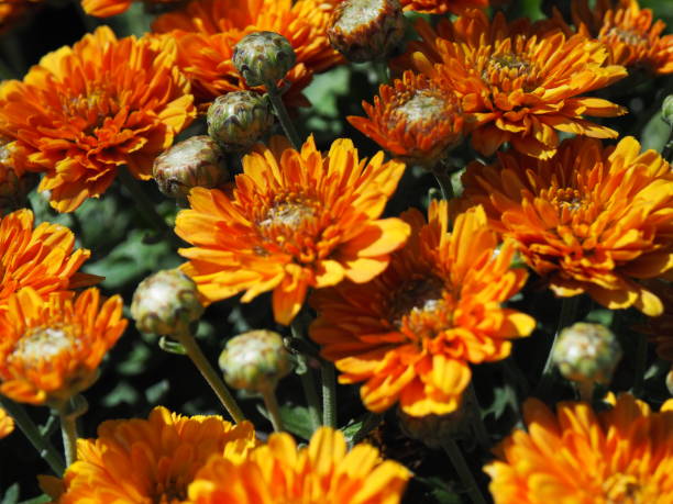 istock Beautiful Flowers with Amazing Colors 1446441187