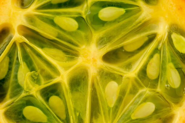 Tomato seeds colected on an absorbent paper towel and dried for storage, macro closeup detail, seed saving. Home garden seed collection for propagation.