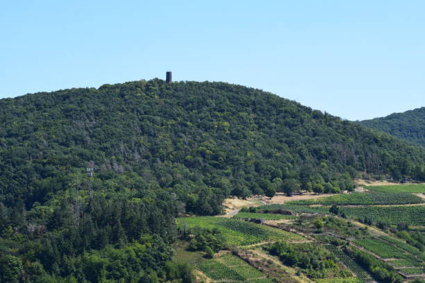 istock Ahr valley with vineyards and forest 1446441527
