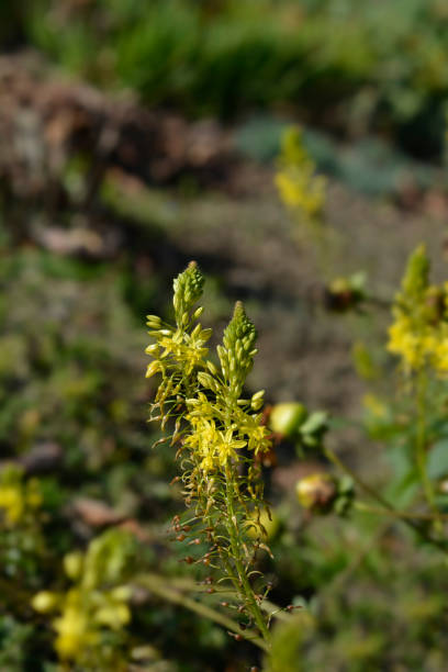 gelbe bulbine - bulbine frutescens stock-fotos und bilder