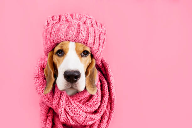 un perro beagle con una bufanda rosa tejida o snood y un sombrero sobre un fondo rosa aislado. concepto otoño o invierno. - cashmere winter fashion fashion industry fotografías e imágenes de stock
