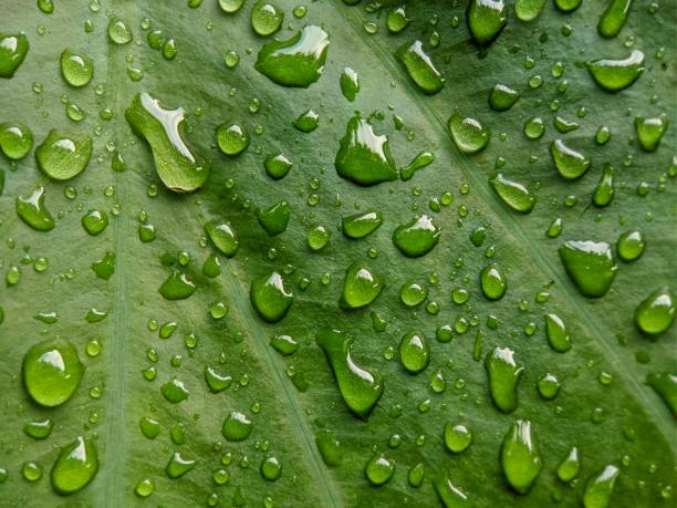istock Water drop on green leaves 1446443846