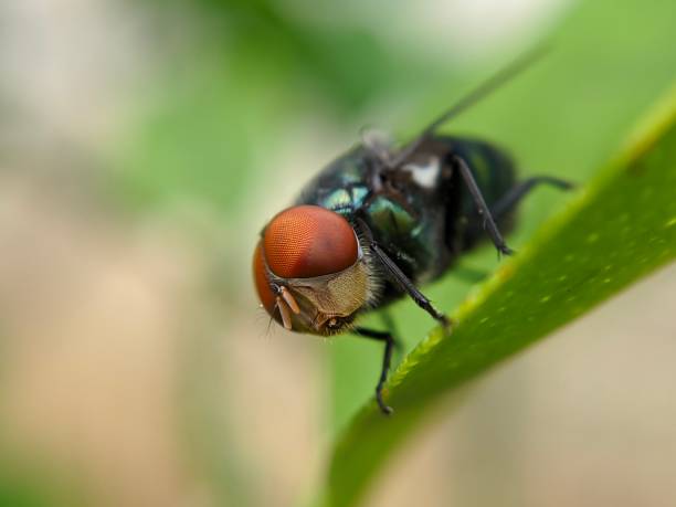 istock Macro of flies insect 1446444123