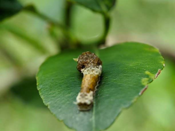 istock Baby common mormon larva 1446444234