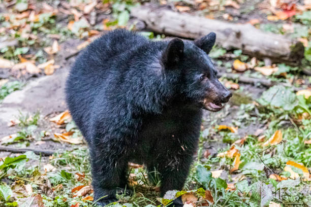 istock Black bear in forest at national park la Mauricie.Quebec. Canada. 1446445209