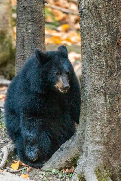 istock Black bear in forest at national park la Mauricie.Quebec. Canada. 1446445229