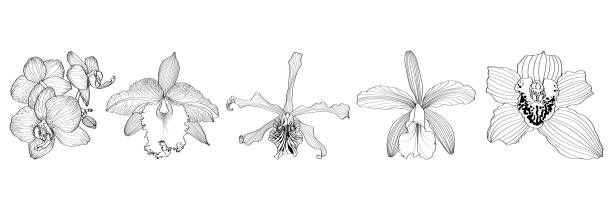 istock Black line orchid flowers big set for composition isolated on white background. 1446446618