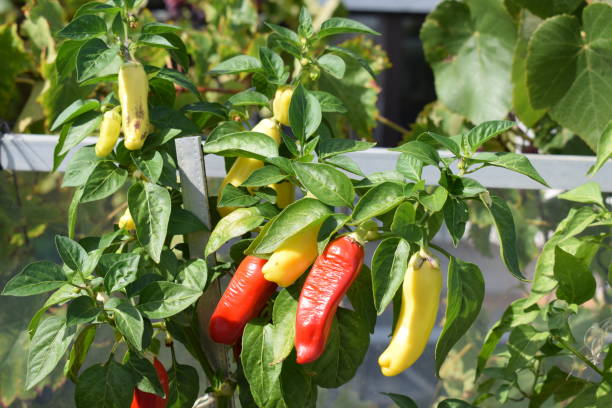istock chili on the plant 1446447333