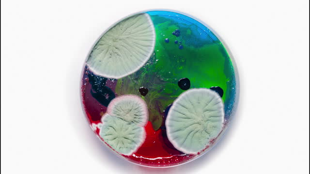 Timelapse: A colony of mold in a petri dish on a white background. Production of penicillin or bacterial virus. Macro view of mycelium, spores in the laboratory. Mold green, blue and red