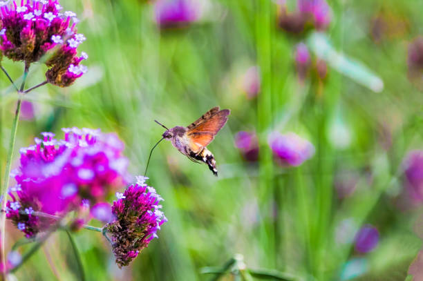 istock Hummingbirds hawk moths gather honey 1446449097