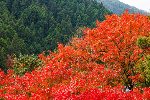 Beautiful autumn leaves scenery in Okutama, Tokyo