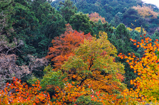 Beautiful autumn leaves scenery in Okutama, Tokyo