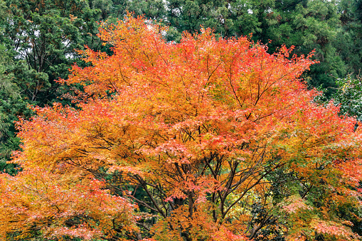 Beautiful autumn leaves scenery in Okutama, Tokyo