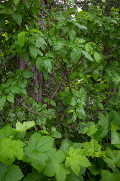 istock Close up of leafy plants, after rainfall 1446450421