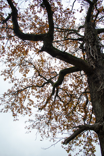 crown of an oak tree losing his leaves