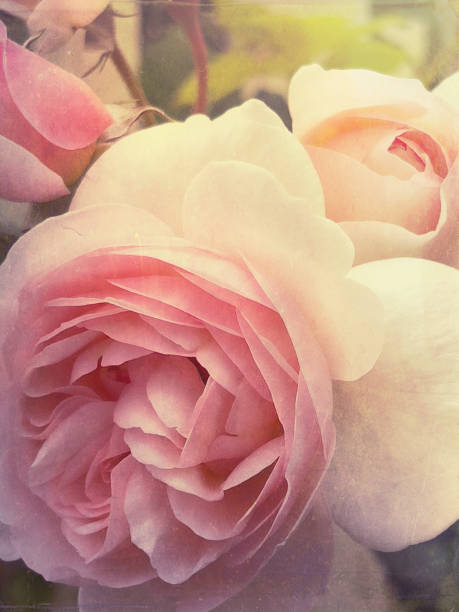 istock Vintage Pastel Roses 1446451211
