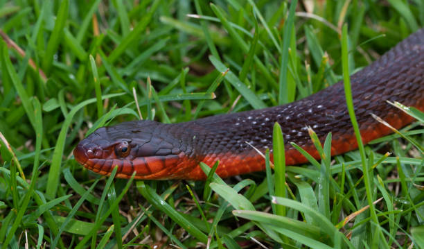 istock Red bellied snake portrait 1446451309